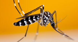 分子檢測如何阻擊蚊媒傳播疾?。?>
                </a>
                <div   id=